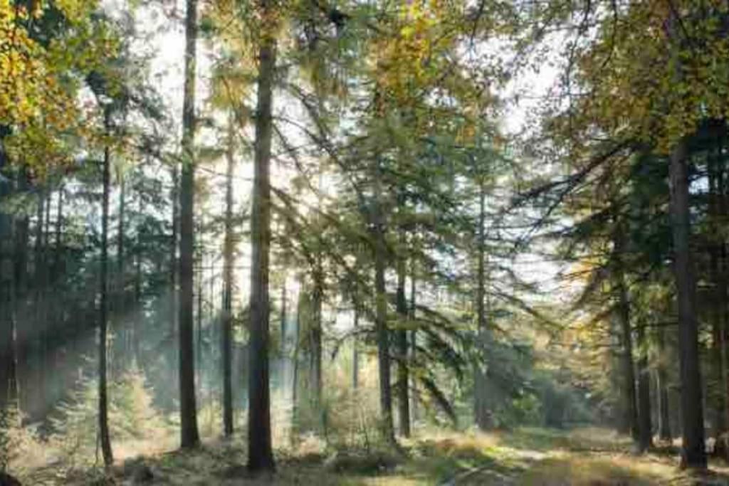 Chalet Midden In De Natuur! Анло Екстер'єр фото